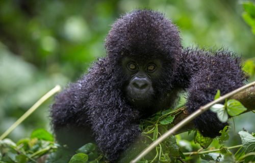 MOUNTAIN GORILLAS IN RWANDA