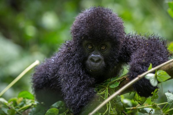 MOUNTAIN GORILLAS IN RWANDA