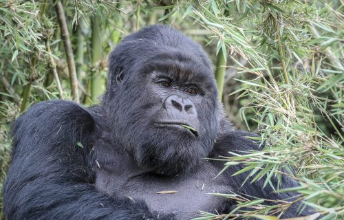 Gorilla Tracking in Volcanoes National Park Rwanda