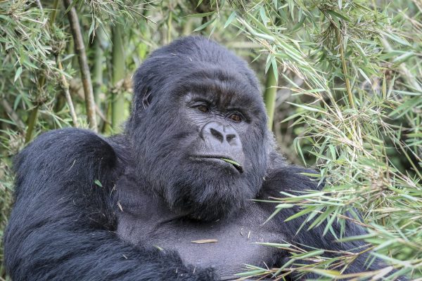 Gorilla Tracking in Volcanoes National Park Rwanda