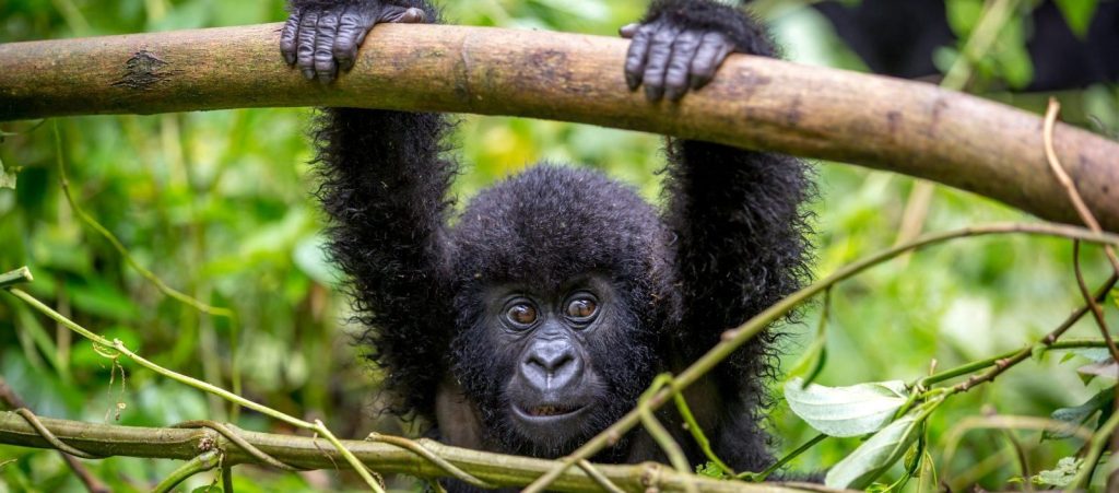 The Great Apes of Uganda and Rwanda