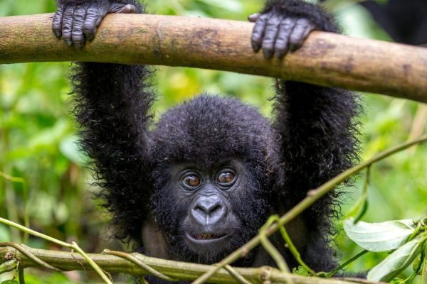 The Great Apes of Uganda and Rwanda
