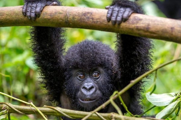 The Great Apes of Uganda and Rwanda