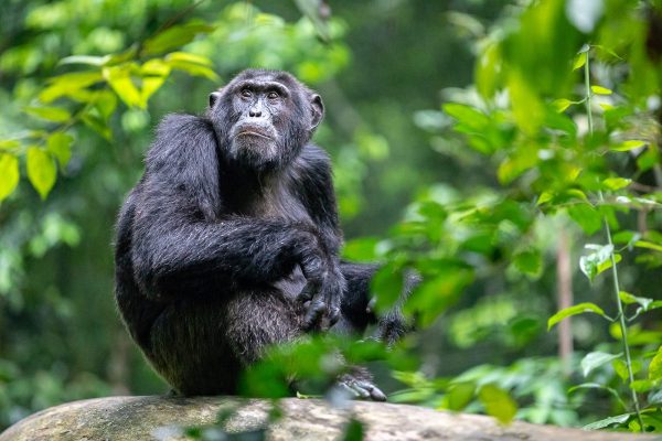 Chimpanzee Trekking in Kibale Forest National Park