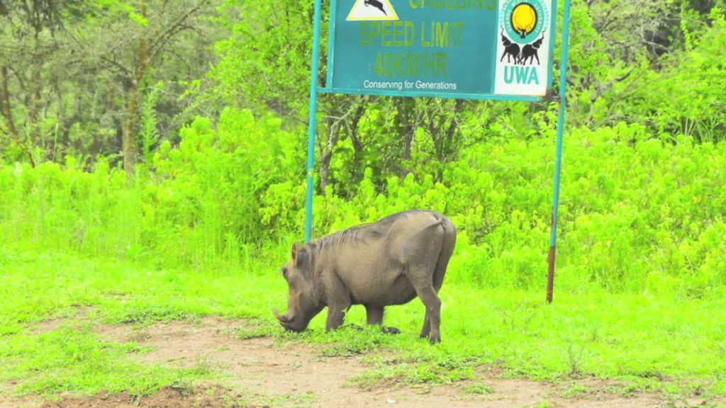 wildlife viewing in lake Mburo national park