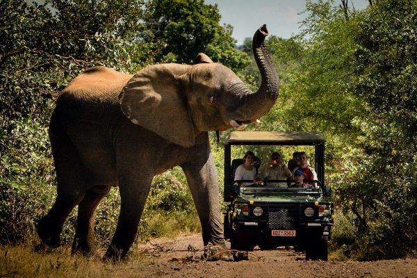 Affordable Luxury African Safaris