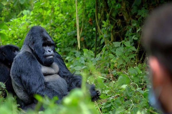 African Primates Expedition
