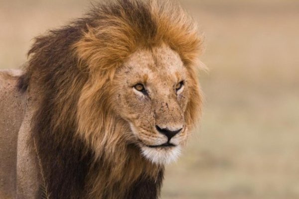 Lion ( Panthera Leo)