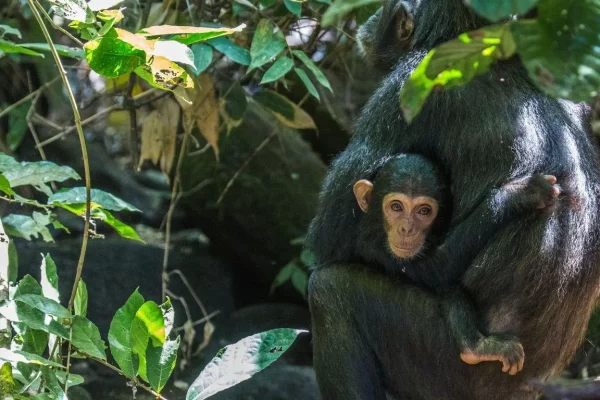 Chimpanzee Trekking in Mahale Mountains National Park