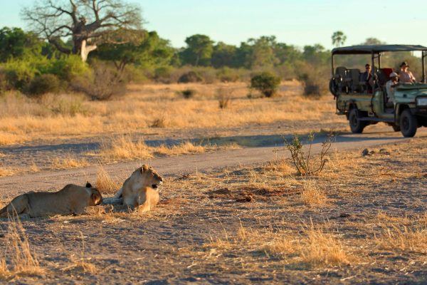 Ruaha National Park Safari