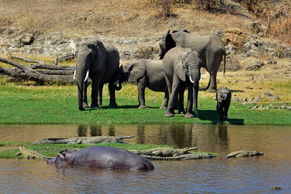 Ruaha National Park Wildlife Safari