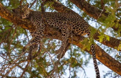 watching the big game in Serengeti