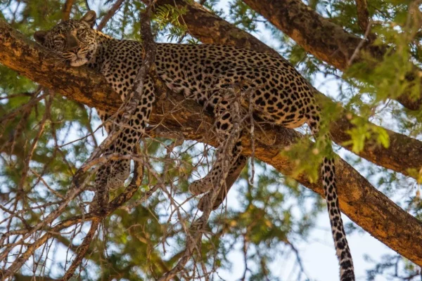 watching the big game in Serengeti