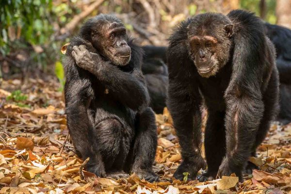 chimpanzee trekking in Tanzania