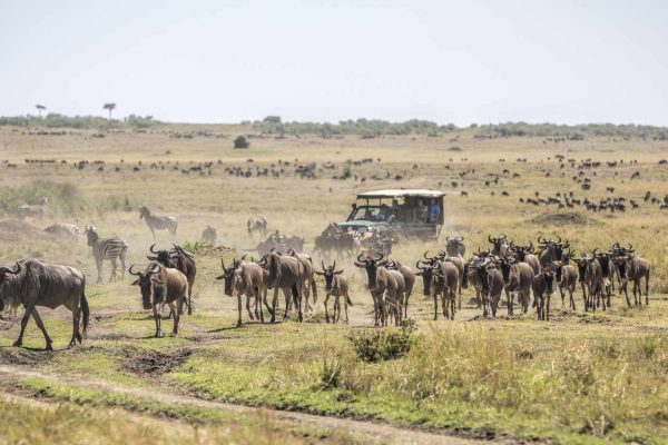 masai mara national reserve activities