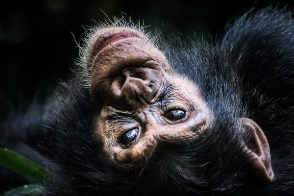 Chimpanzee Habituation Experience