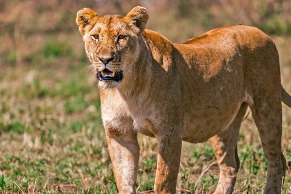 Serengeti Safari Costs