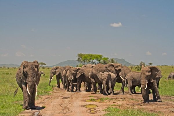 Elephants in Serengeti