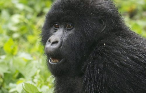gorilla habituation permit