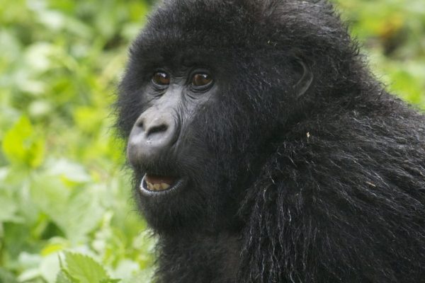 gorilla habituation permit