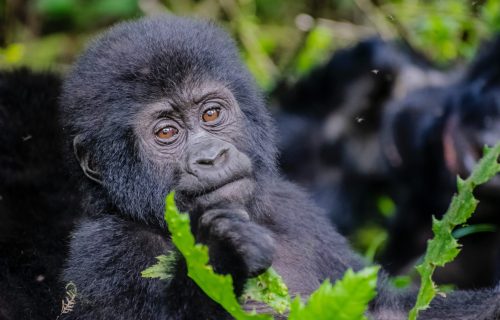 Rwanda Gorillas & Savanna Safari