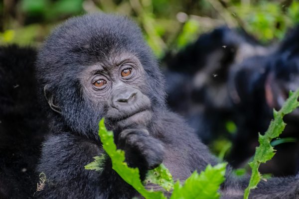 Rwanda Gorillas & Savanna Safari