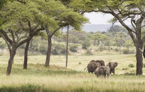 Self-drive Serengeti