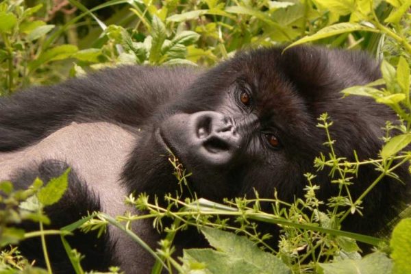 Rwanda mountain gorilla