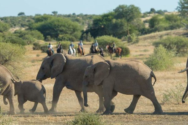 horseback safari in Botswana