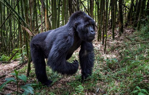 Fly-in Rwanda Gorilla Trek