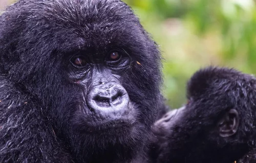 Nyungwe Lake Kivu Gorillas Itinerary