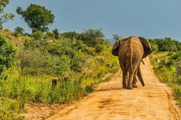 Murchison Falls And Kidepo. Murchison Falls And Kidepo
