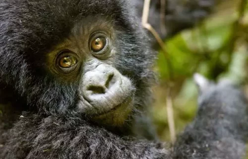 Rwanda Gorillas And Wildlife Safari