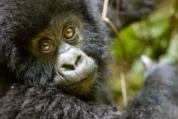 Rwanda Gorillas And Wildlife Safari Rwanda Gorillas And Wildlife Safari