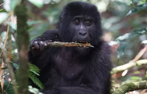 Uganda Gorillas And Wildlife Safari