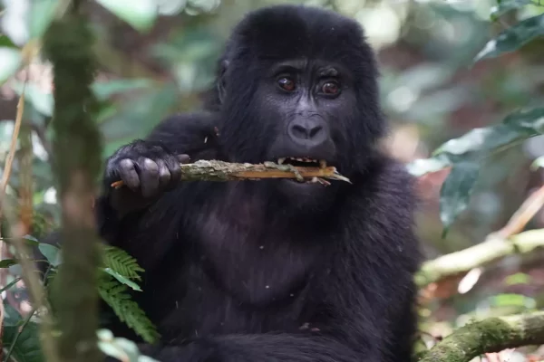 Uganda Gorillas And Wildlife Safari