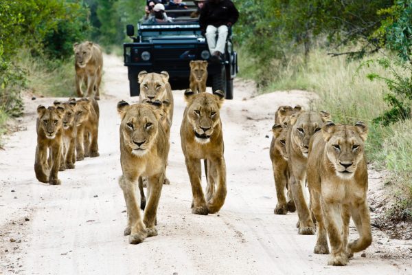 Sensational Cape Town & Sabi Sands Game Reserve