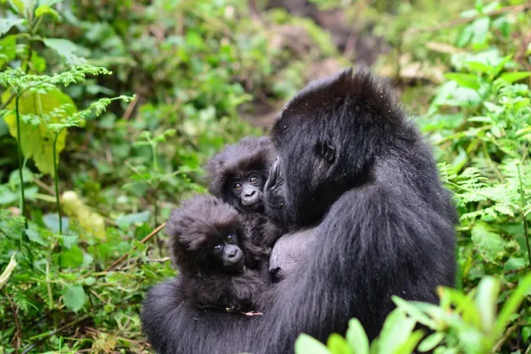 Gorilla Trekking From India