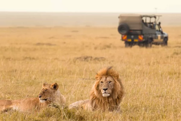 Masai Mara Safari