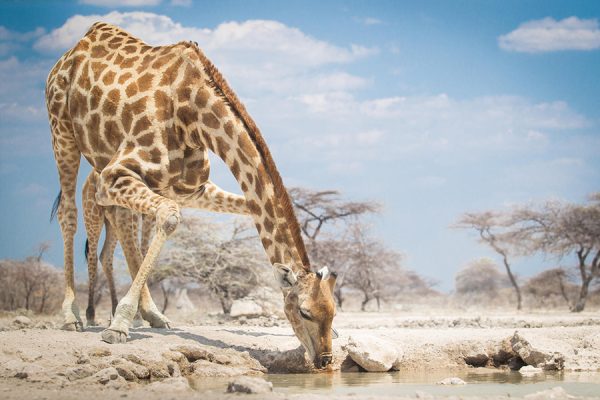 NAMIBIA'S ETOSHA, DAMARALAND & SOSSUSVLEI FLY-IN