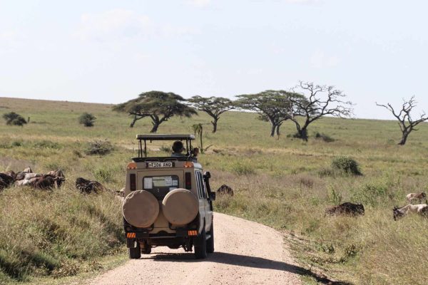 Serengeti safari