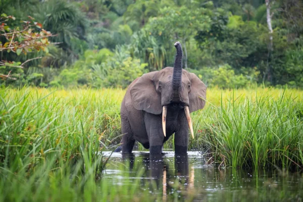 Congo Wildlife Safari Experience