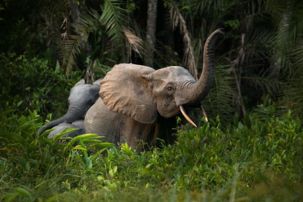 Luxury Congo Safaris
