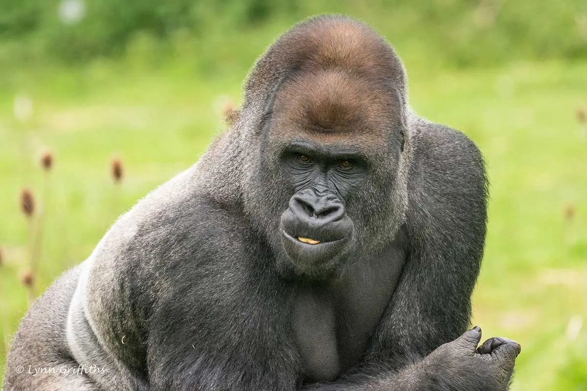 African Primate Safari Rwanda, Uganda & Congo | Expert Guide