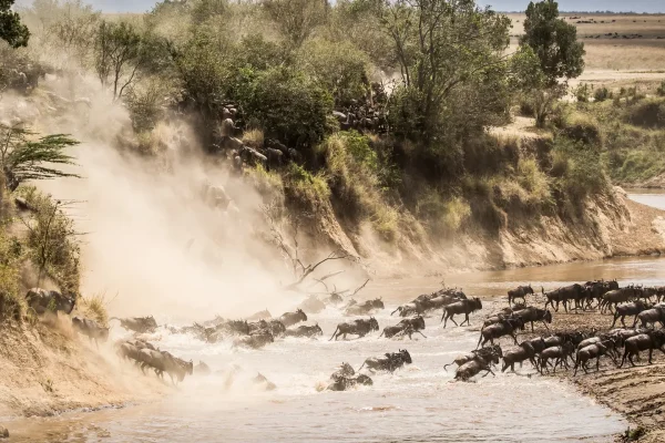 The Great Wildebeest Migration
