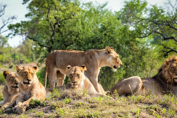 The Big 5 African Safaris The Big 5 African Safaris