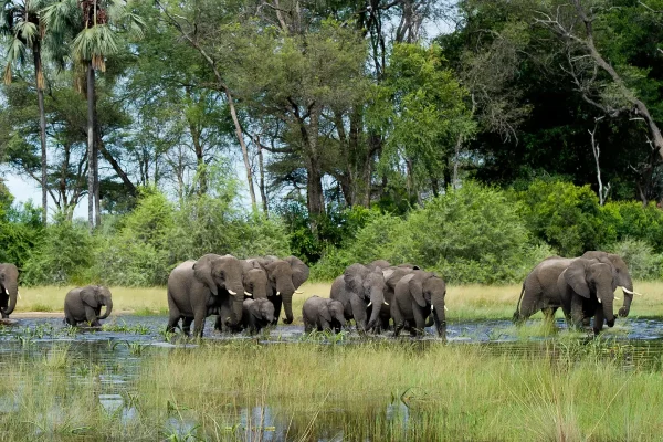 Botswana Safari Vacation