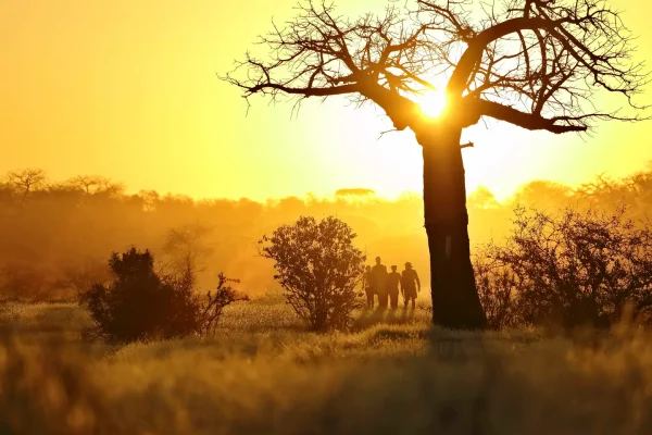 Guided African Safaris Guided African Safaris