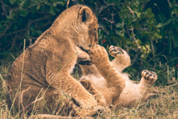 Kenya Luxury Safaris