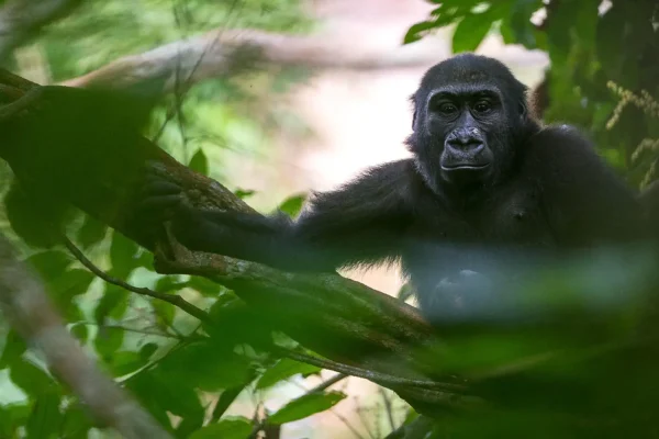 Luxury Congo Safaris